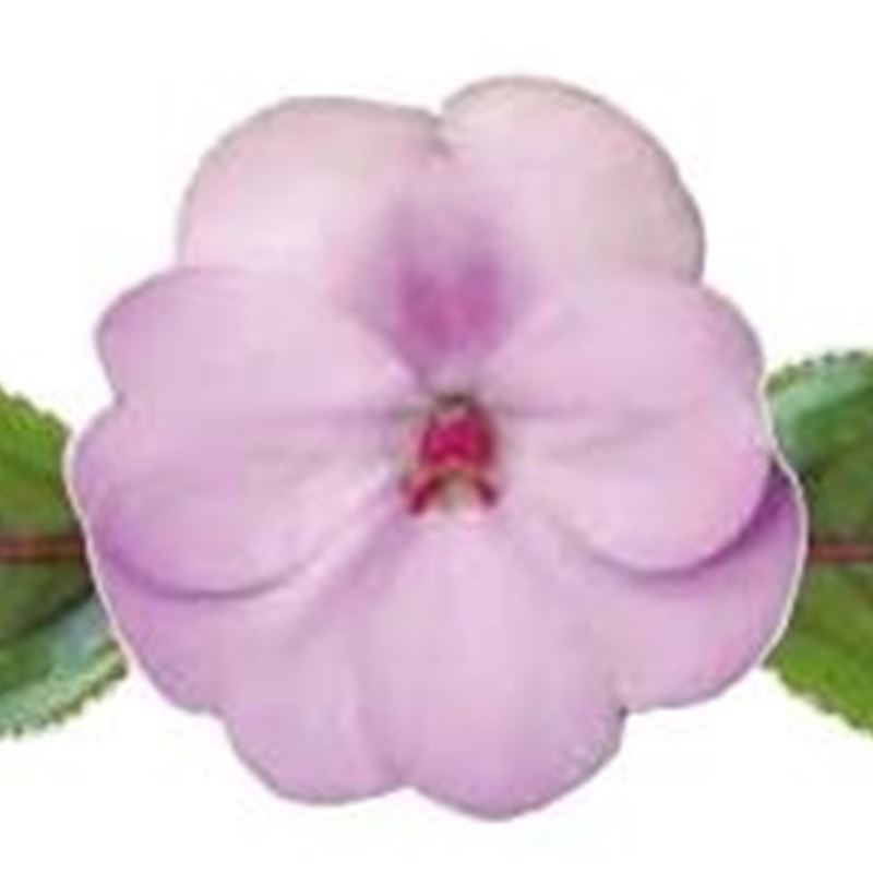Orchid Blush® Compact